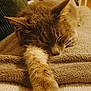 cat, sleeping, paw, furry, blanket, cozy, indoor, resting, feline, cute, relaxed, warm, soft, pet, animal, closeup, whiskers, fur, comfort, home