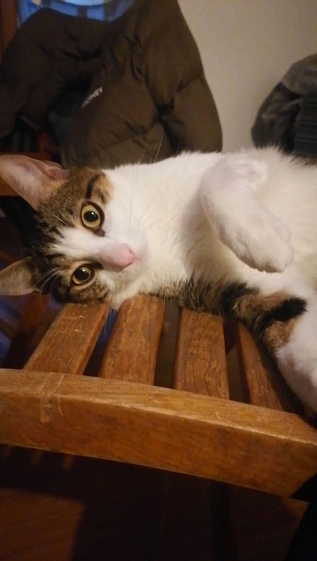 Tigrou a rejoint le concours — aidez-le/la à gagner de superbes lots ! basket, box, carnivore, cat, cat_supply, comfort, domestic_short_haired_cat, drawer, fawn, felidae, flooring, fur, hardwood, paw, small_to_medium_sized_cats, snout, tail, whiskers, wood