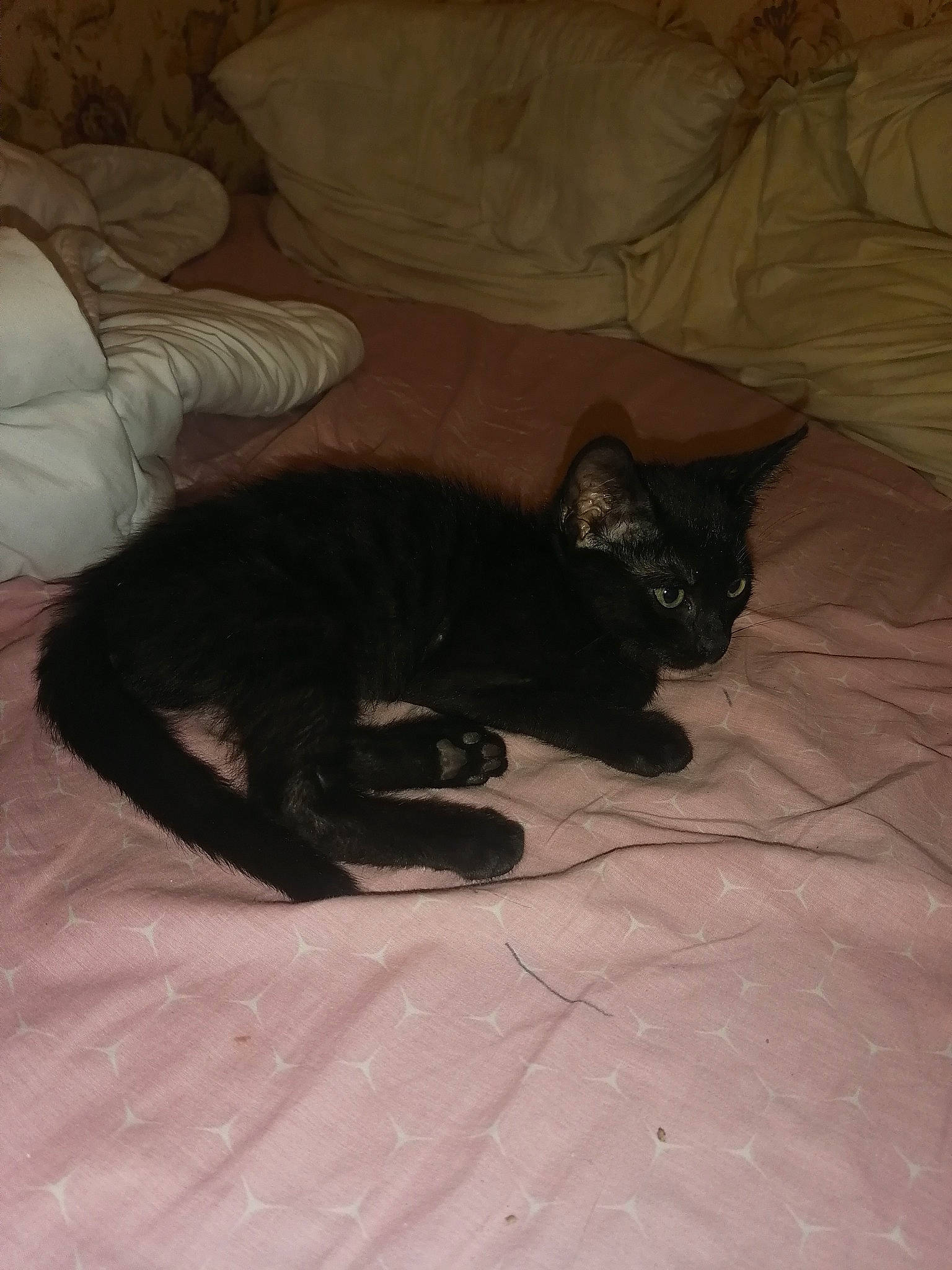 Minuit participe au concours pour gagner de l'argent avec cette photo : bed, brown, carnivore, cat, comfort, domestic_short_haired_cat, felidae, flooring, fur, grey, hardwood, linens, paw, room, small_to_medium_sized_cats, tail, terrestrial_animal, vertebrate, whiskers, wood