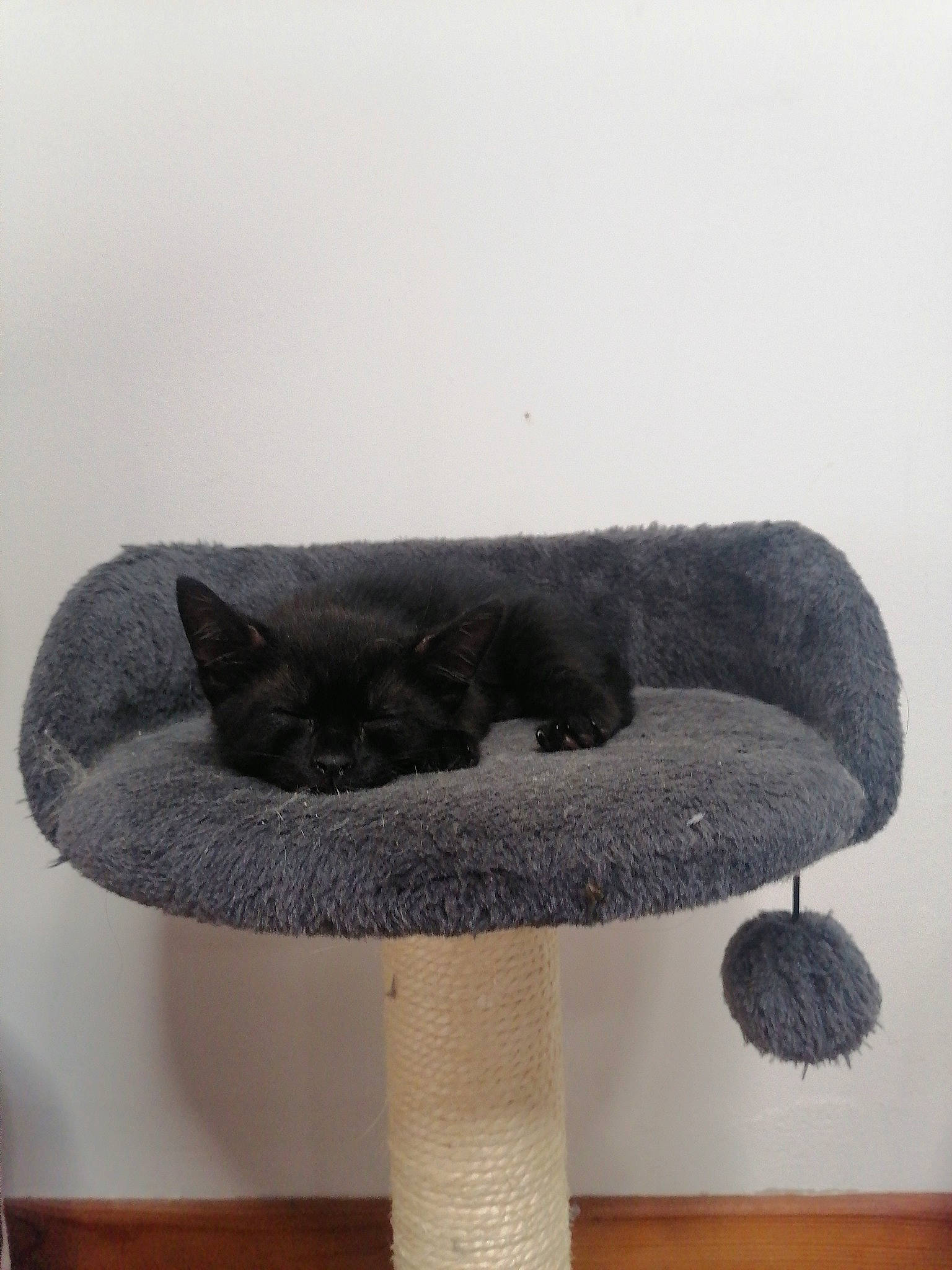 Minuit a rejoint le concours — aidez-le/la à gagner de superbes lots ! cat, cat_supply, chair, costume_hat, fashion_accessory, felidae, flooring, fur, grey, hat, headgear, room, shelf, shelving, small_to_medium_sized_cats, tail, wood, wool, woolen, woven_fabric