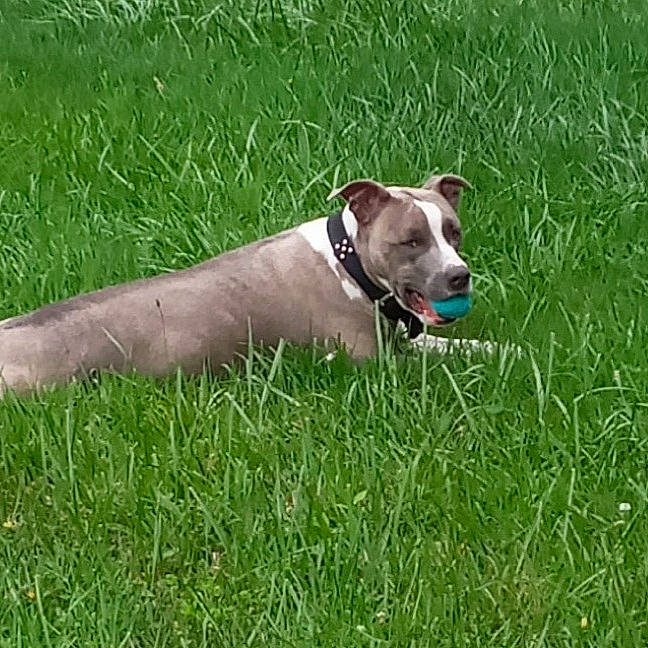 Kya is registered to the contest to win money with this photo: canidae, carnivore, collar, companion_dog, dog, dog_breed, dog_collar, dog_supply, fawn, grass, grassland, groundcover, liver, non_sporting_group, pet_supply, plant, sporting_group, tail, terrier, working_animal