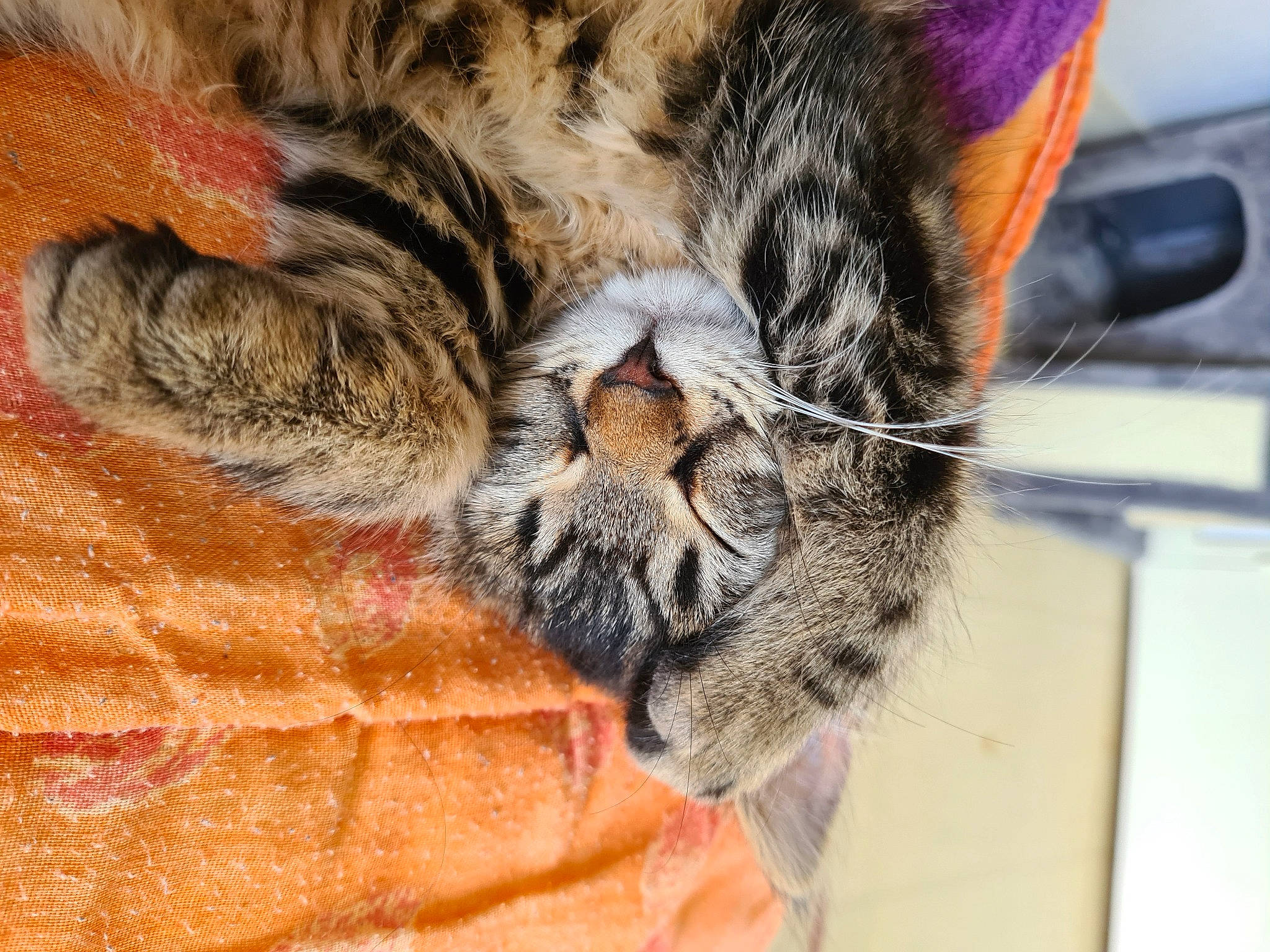 Luna a rejoint le concours — aidez-le/la à gagner de superbes lots ! big_cats, carnivore, cat, domestic_short_haired_cat, ear, eye, fawn, felidae, fur, hair, head, human_body, orange, organism, pattern, paw, small_to_medium_sized_cats, snout, terrestrial_animal, whiskers