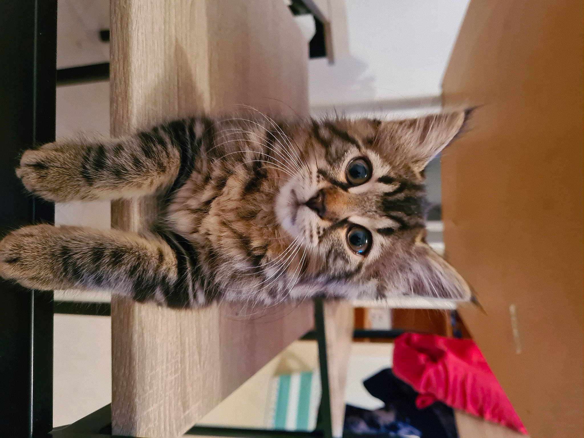 Luna a rejoint le concours — aidez-le/la à gagner de superbes lots ! bookcase, carnivore, cat, claw, domestic_short_haired_cat, felidae, fur, paw, shelf, small_to_medium_sized_cats, tail, terrestrial_animal, whiskers