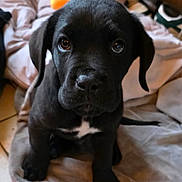 Arrow participe au concours pour gagner de l'argent avec cette photo : puppy, dog, black_dog, pet, animal, cute, blanket, indoor, floor, young_dog, fur, ears, face, eyes, nose, tail, sitting, looking, adorable, companion