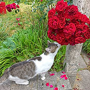 Chipie a rejoint le concours — aidez-le/la à gagner de superbes lots ! cat, rose, flowers, garden, greenery, petals, stone, outdoor, plant, nature, curious, animal, white, gray, fur, leaf, bush, summer, daylight, closeup