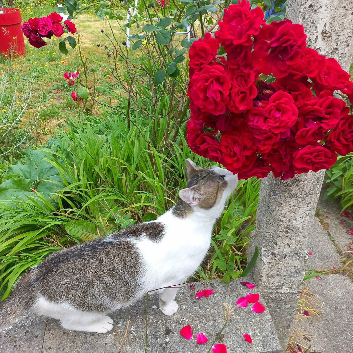 Chipie a rejoint le concours — aidez-le/la à gagner de superbes lots ! animal, bush, cat, closeup, curious, daylight, flowers, fur, garden, gray, greenery, leaf, nature, outdoor, petals, plant, rose, stone, summer, white