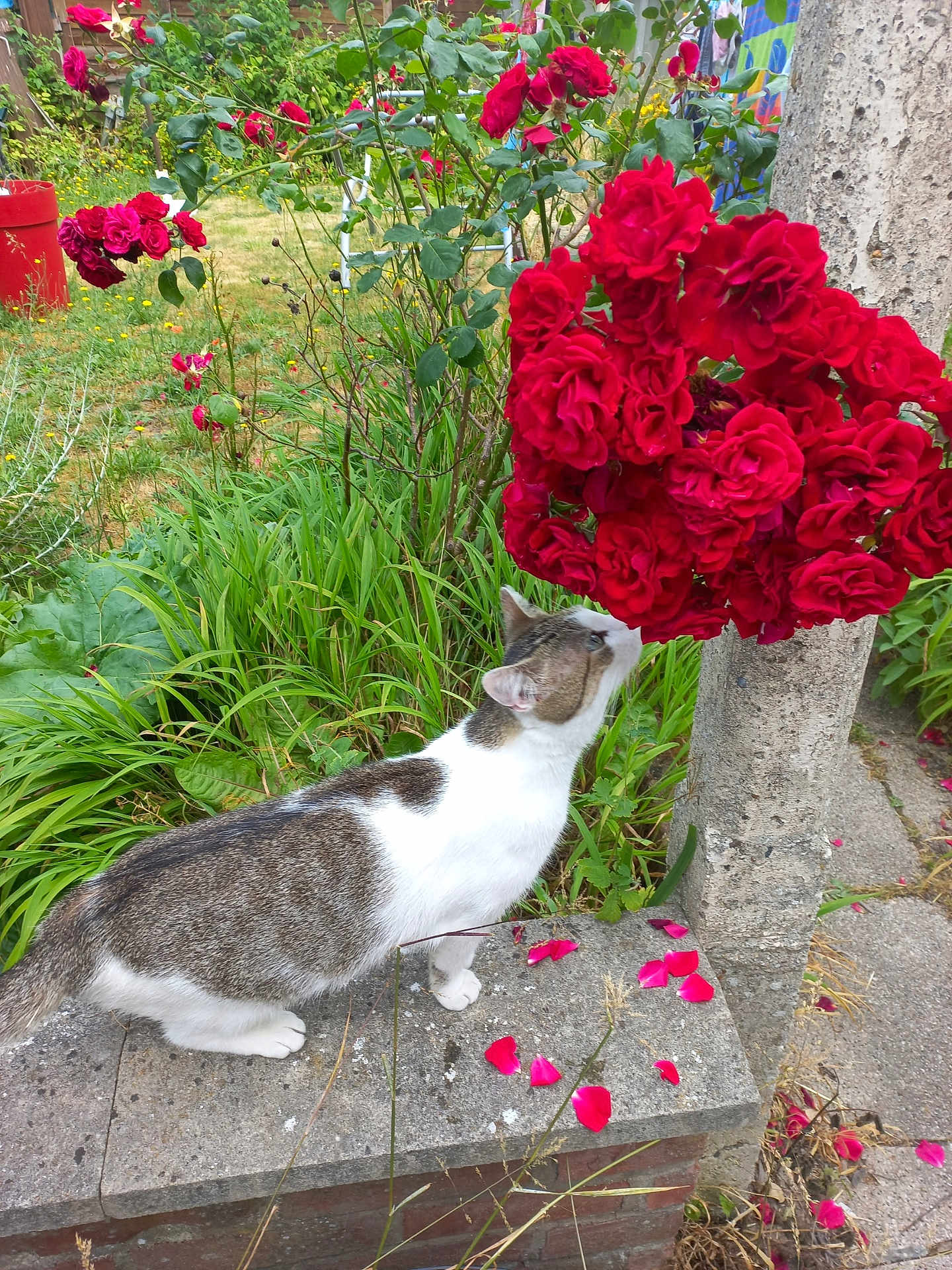Chipie a rejoint le concours — aidez-le/la à gagner de superbes lots ! cat, rose, flowers, garden, greenery, petals, stone, outdoor, plant, nature, curious, animal, white, gray, fur, leaf, bush, summer, daylight, closeup