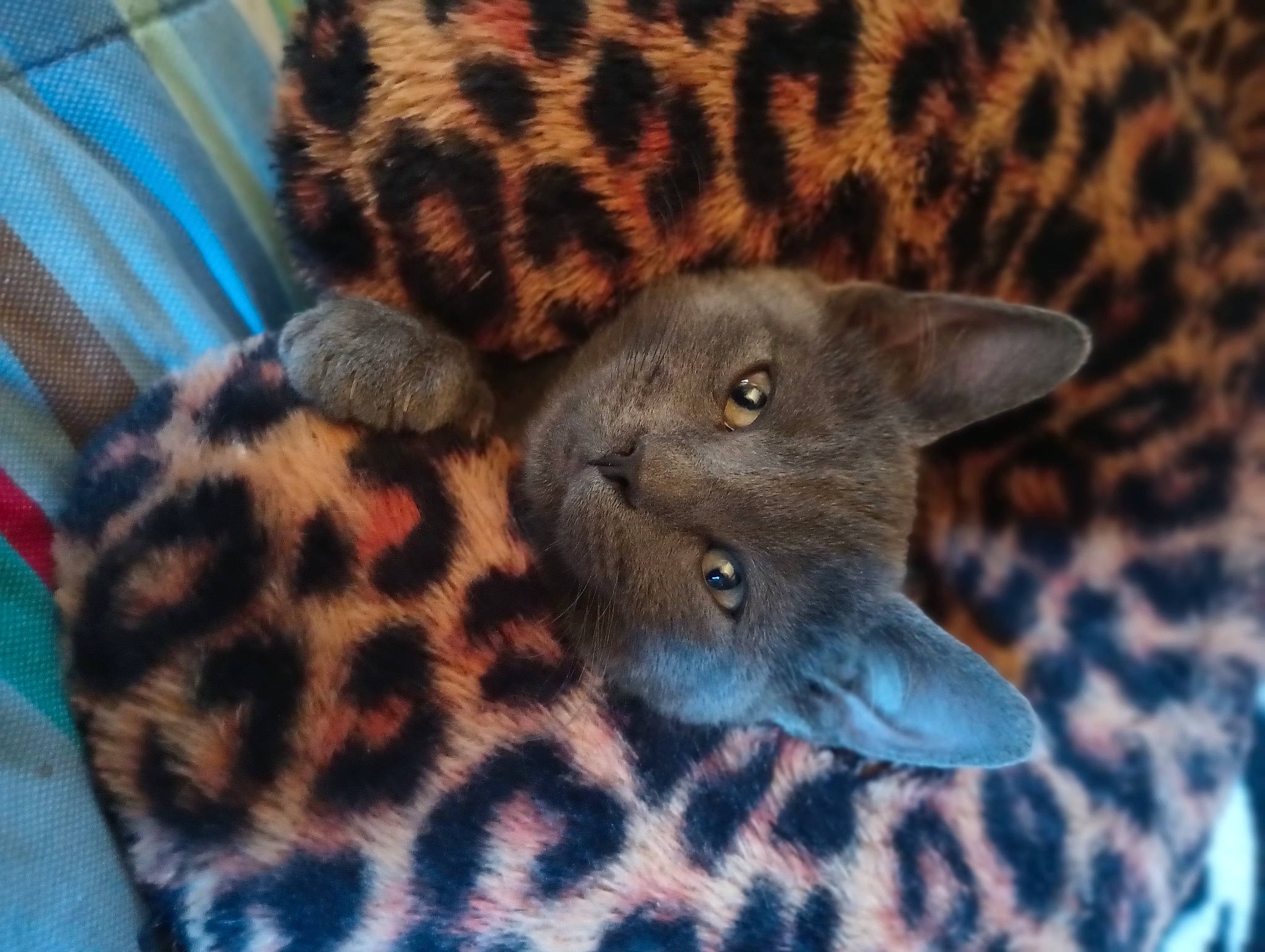 Bubby is registered to the contest to win money with this photo: carnivore, cat, domestic_short_haired_cat, electric_blue, felidae, fur, grey, pattern, russian_blue, small_to_medium_sized_cats, snout, terrestrial_animal, whiskers, wildlife