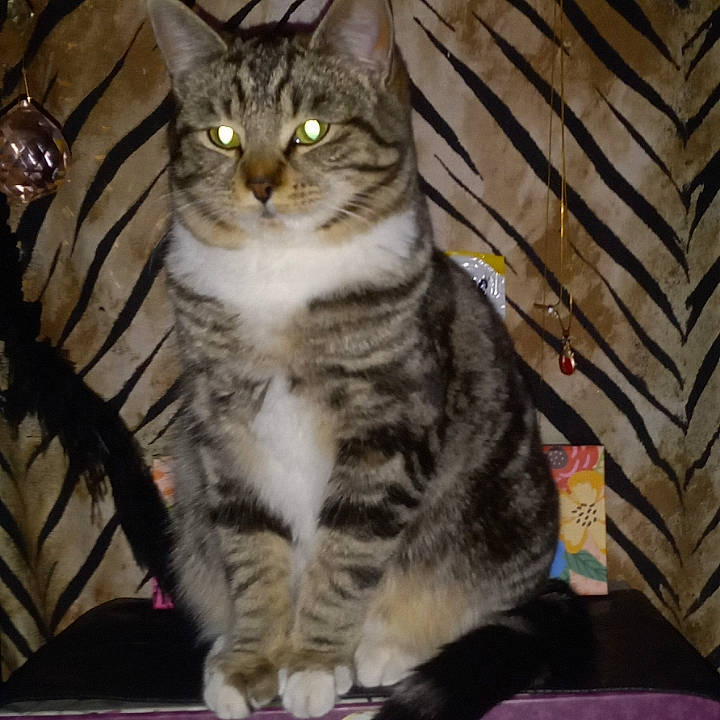 Karma joined the competition — help win amazing prizes! carnivore, cat, claw, domestic_short_haired_cat, eye, felidae, fur, paw, sitting, small_to_medium_sized_cats, snout, tail, terrestrial_animal, tree, whiskers, wood