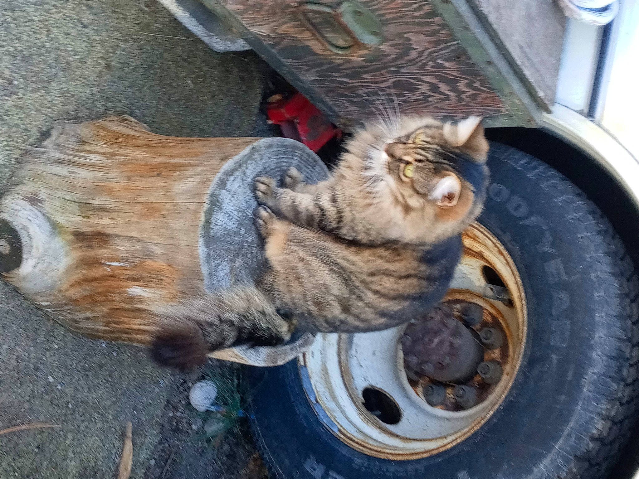 Itty Bitty joined the competition — help win amazing prizes! asphalt, automotive_tire, carnivore, cat, felidae, fender, hubcap, motor_vehicle, rim, road_surface, small_to_medium_sized_cats, snout, synthetic_rubber, tire, tire_care, tread, vehicle, wheel, whiskers, wood