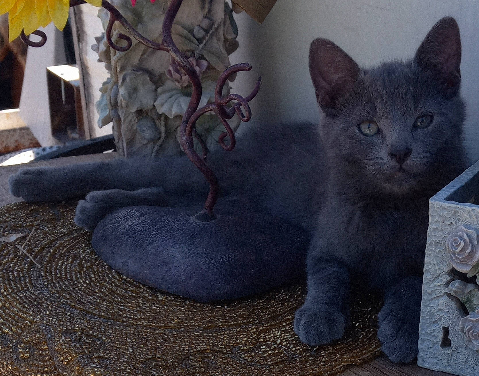 Blu joined the competition — help win amazing prizes! art, carnivore, cat, concrete, domestic_short_haired_cat, felidae, fur, grey, human_leg, metal, russian_blue, sculpture, sitting, small_to_medium_sized_cats, snout, soil, tail, terrestrial_animal, whiskers, window