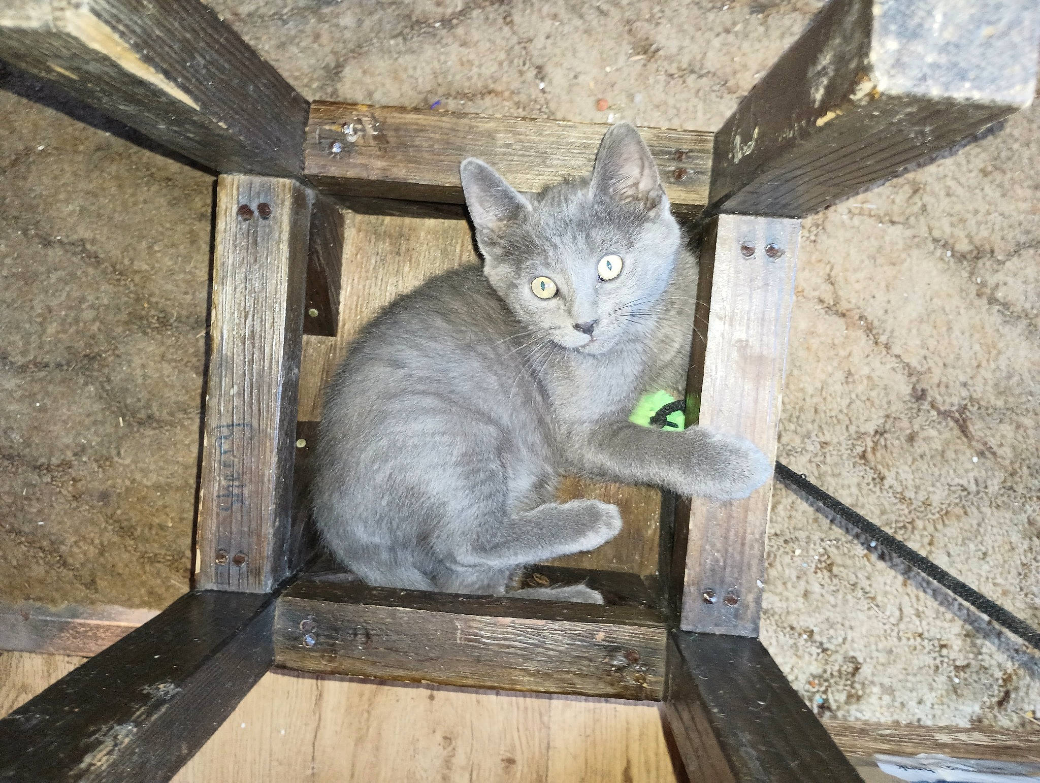 His Name Is Bubby joined the competition — help win amazing prizes! carnivore, cat, domestic_short_haired_cat, felidae, grey, russian_blue, small_to_medium_sized_cats, tail, terrestrial_animal, whiskers, wood