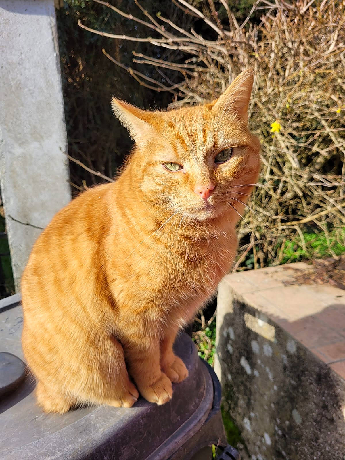 Leon a rejoint le concours — aidez-le/la à gagner de superbes lots ! brick, carnivore, cat, domestic_short_haired_cat, fawn, felidae, fur, grass, plant, road_surface, small_to_medium_sized_cats, snout, tail, terrestrial_animal, whiskers, window, wood