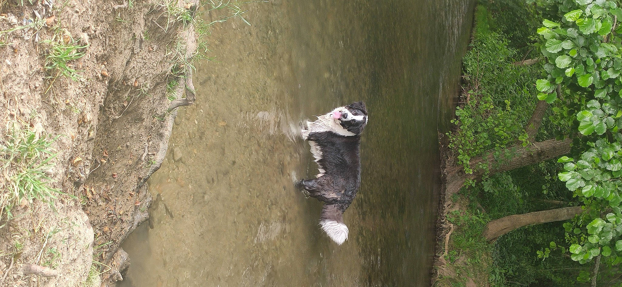 Hercule participe au concours pour gagner de l'argent avec cette photo : bank, grass, lake, nature_reserve, plant, reptile, reservoir, riparian_zone, rock, soil, tail, terrestrial_animal, water, water_bird, water_resources, watercourse, wetland, wildlife, wood, working_animal