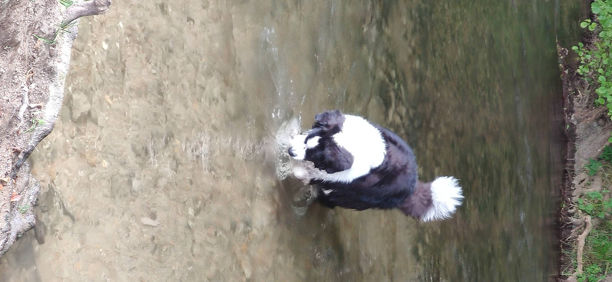 Hercule participe au concours pour gagner de l'argent avec cette photo : _geese_and_swans, beak, bird, canidae, dog_breed, duck, ducks, feather, fur, perching_bird, seabird, soil, sporting_group, tail, terrestrial_animal, water, water_bird, waterfowl, wildlife, wing