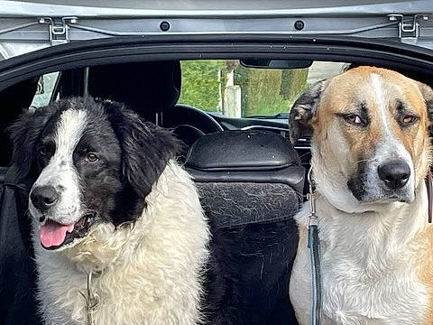 Sisko a rejoint le concours — aidez-le/la à gagner de superbes lots ! canidae, car, car_seat, carnivore, collar, companion_dog, dog, dog_breed, dog_collar, door, fawn, fur, gun_dog, mammal, motor_vehicle, snout, sporting_group, vehicle, vehicle_door, vertebrate