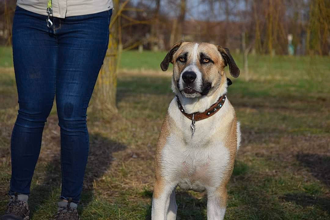 Sisko a rejoint le concours — aidez-le/la à gagner de superbes lots ! belt, canidae, carnivore, collar, companion_dog, denim, dog, dog_breed, dog_collar, electric_blue, fawn, grass, leash, non_sporting_group, plant, soil, sporting_group, tree, walking, working_dog