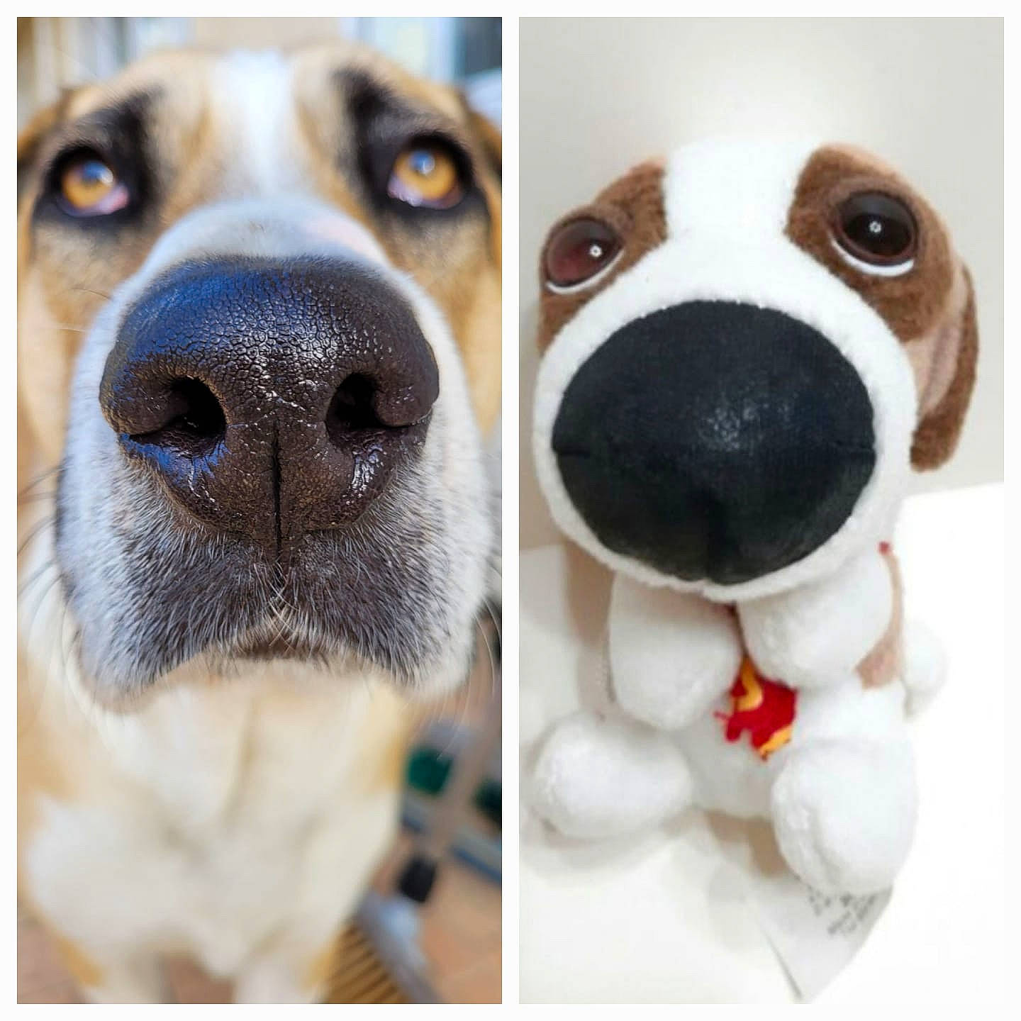Sisko a rejoint le concours — aidez-le/la à gagner de superbes lots ! canidae, carnivore, collar, companion_dog, dog, dog_breed, dog_collar, eye, fawn, font, fur, nose, paw, selfie, snout, sporting_group, stuffed_toy, toy, whiskers, working_animal