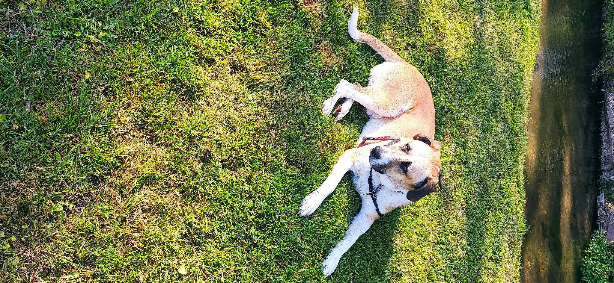 Sisko a rejoint le concours — aidez-le/la à gagner de superbes lots ! canidae, carnivore, companion_dog, dog, dog_breed, fawn, grass, groundcover, gun_dog, non_sporting_group, pasture, plant, sporting_group, tail, terrestrial_animal, working_animal