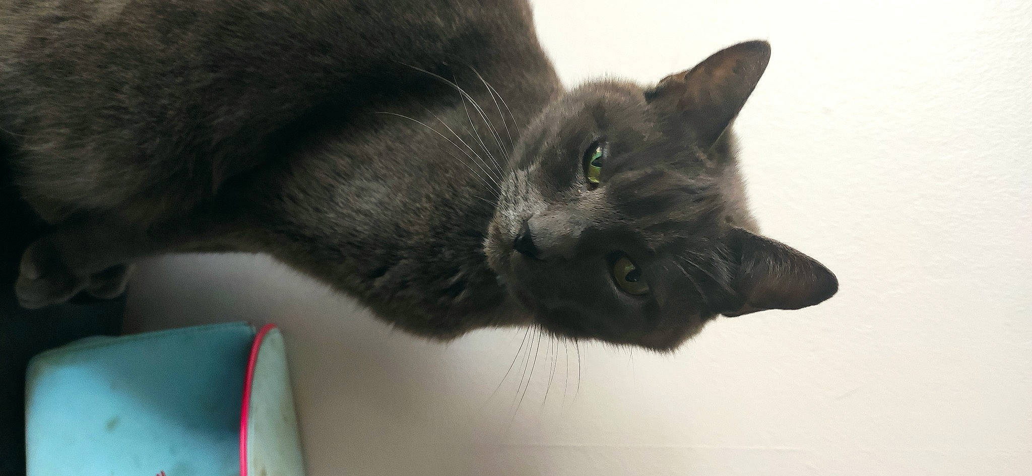 Diego a rejoint le concours — aidez-le/la à gagner de superbes lots ! black_cat, carnivore, cat, domestic_short_haired_cat, ear, felidae, fur, grey, paw, small_to_medium_sized_cats, snout, terrestrial_animal, whiskers