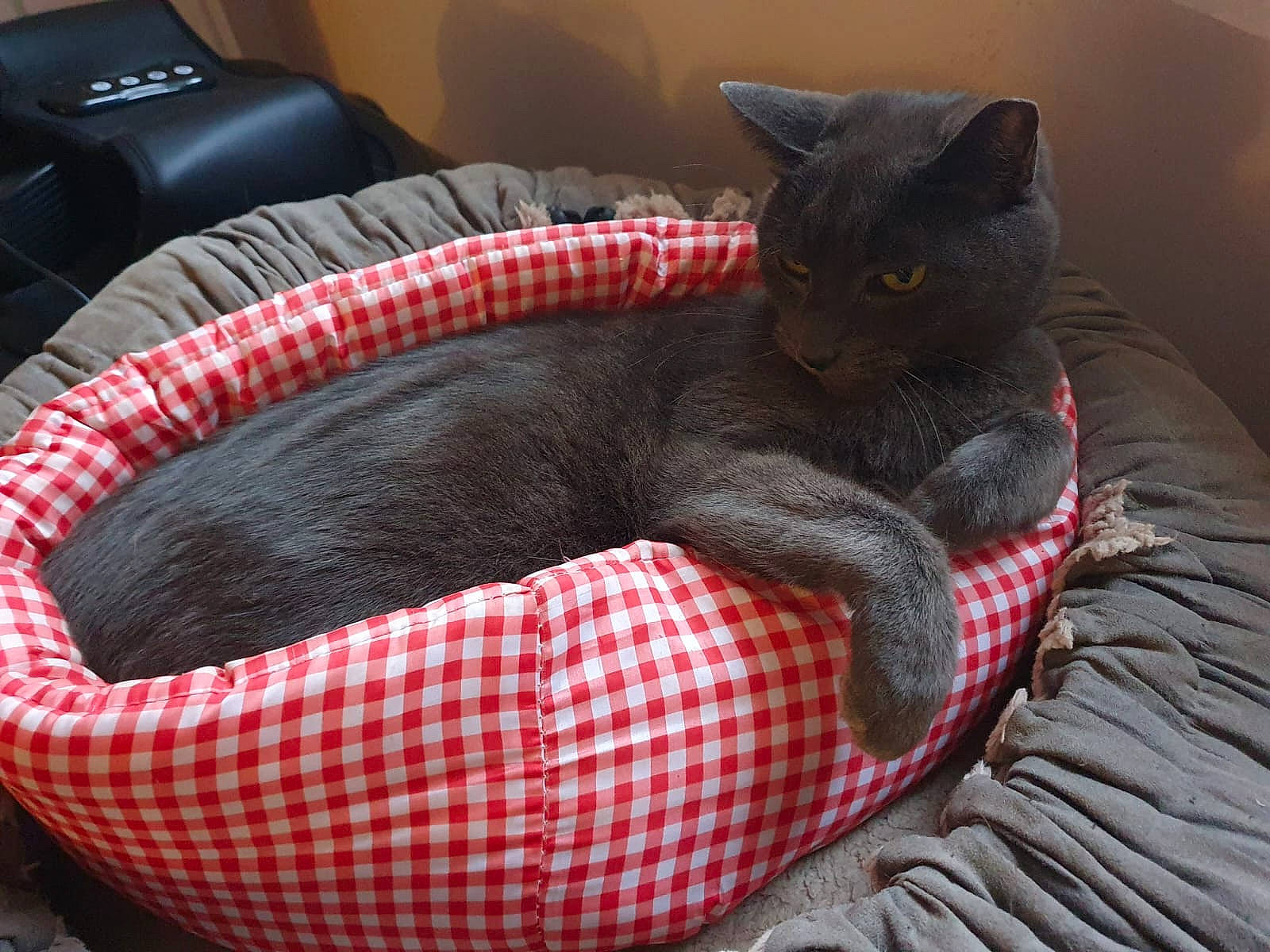 Diego participe au concours pour gagner de l'argent avec cette photo : bag, black_cat, bombay, carmine, carnivore, cat, cat_supply, comfort, couch, domestic_short_haired_cat, felidae, fur, grey, linens, luggage_and_bags, pattern, small_to_medium_sized_cats, snout, tail, whiskers