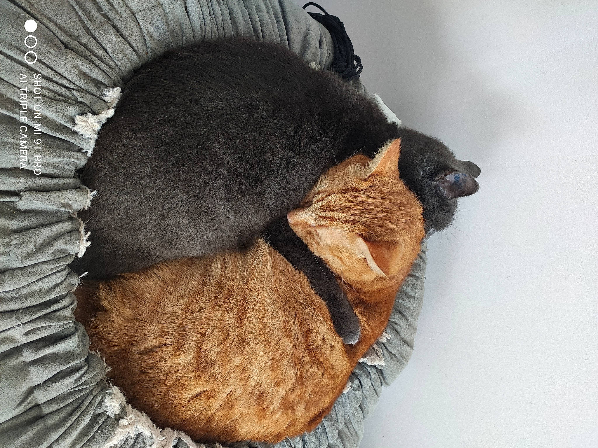 Diego a rejoint le concours — aidez-le/la à gagner de superbes lots ! bat, cap, carnivore, cat, claw, comfort, fashion_accessory, felidae, fur, plant, small_to_medium_sized_cats, snout, tail, terrestrial_animal, tree, trunk, whiskers, wood, wool, woolen