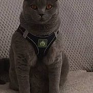 Arnie is registered to the contest to win money with this photo: cat, gray_cat, pet, animal, orange_eyes, harness, sitting, indoor, feline, fur, whiskers, portrait, looking, cute, domestic_animal, cozy, texture, blanket, carpet, closeup