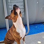 Gia a rejoint le concours — aidez-le/la à gagner de superbes lots ! dog, brindle, sitting, looking_up, outdoor, concrete, blue_tarp, gray_structure, warning_labels, paw, tail, animal, pet, snout, ears, white_markings, fur, daylight, shadow, ground