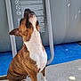 dog, brindle, sitting, looking_up, outdoor, concrete, blue_tarp, gray_structure, warning_labels, paw, tail, animal, pet, snout, ears, white_markings, fur, daylight, shadow, ground