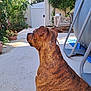 dog, brindle, outdoor, backyard, garden, sunlight, gate, plants, trees, concrete, chair, table, furniture, pet, canine, nature, shade, relaxation, daytime, animal