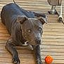 dog, pet, gray_dog, wooden_deck, orange_ball, outdoor, animal, canine, laying_down, looking_at_camera, ears_up, short_fur, playful, daylight, floor, domestic_animal, close_up, companion, paw, relaxed