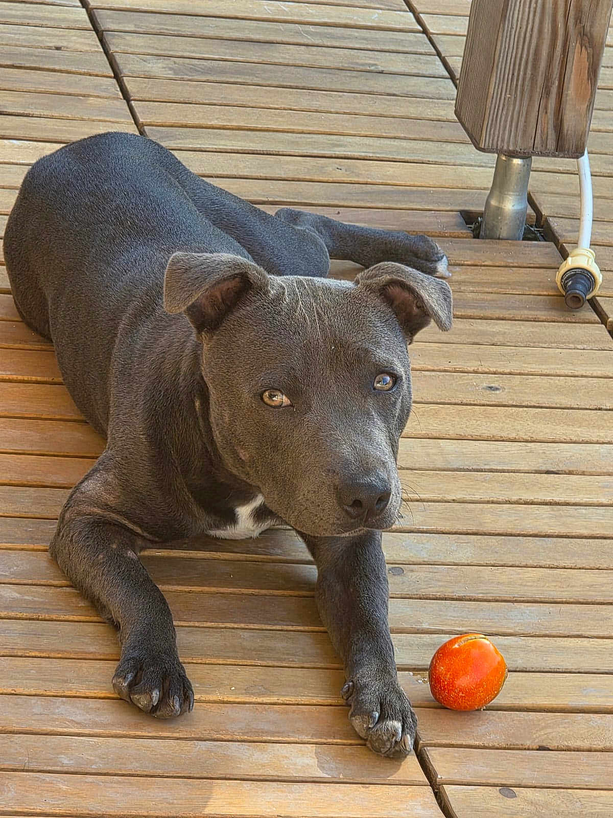 Aska participe au concours pour gagner de l'argent avec cette photo : dog, pet, gray_dog, wooden_deck, orange_ball, outdoor, animal, canine, laying_down, looking_at_camera, ears_up, short_fur, playful, daylight, floor, domestic_animal, close_up, companion, paw, relaxed