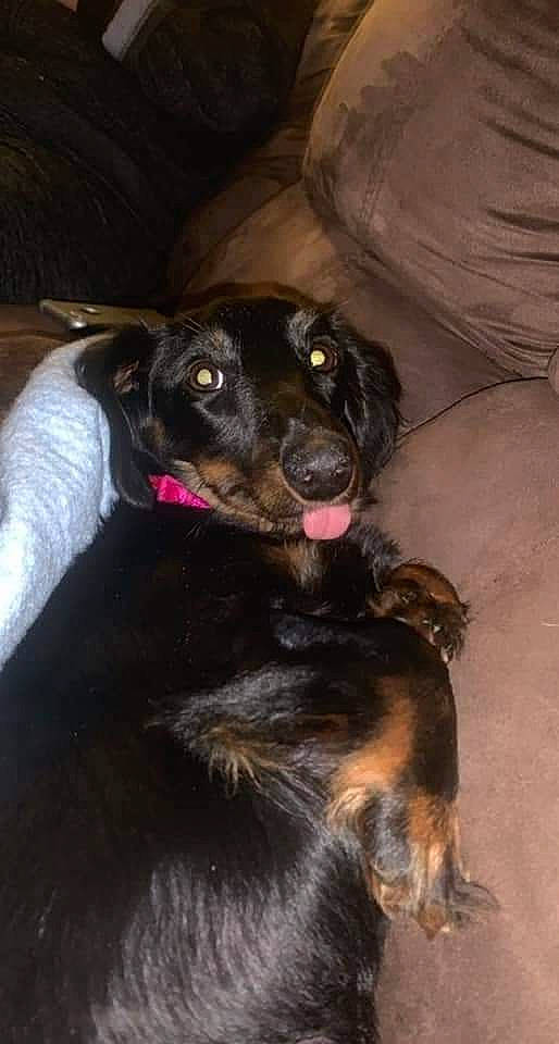 Izzy is registered to the contest to win money with this photo: canidae, carnivore, comfort, companion_dog, dog, dog_breed, ear, fawn, fur, guard_dog, liver, paw, terrestrial_animal, whiskers, working_animal, working_dog