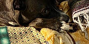 Otter joined the competition — help win amazing prizes! dog, brown_dog, pet, blanket, quilt, patchwork, indoor, resting, sleepy, cozy, fur, paw, snout, ear, home, comfort, warm, relaxation, animal, couch