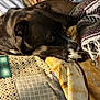 dog, brown_dog, pet, blanket, quilt, patchwork, indoor, resting, sleepy, cozy, fur, paw, snout, ear, home, comfort, warm, relaxation, animal, couch
