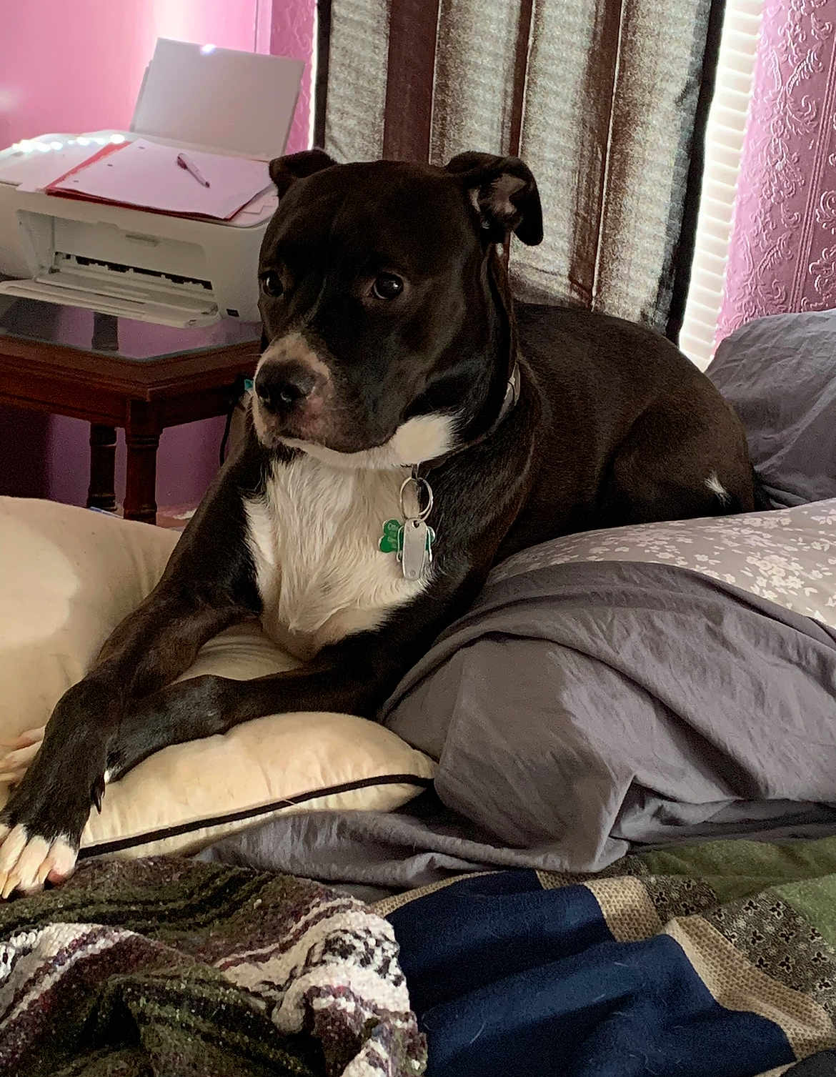 Otter is registered to the contest to win money with this photo: dog, bed, pillow, blanket, indoor, pet, resting, black_and_white, collar, tags, wooden_table, printer, curtains, window, fabric, comfort, relaxation, domestic, home, furniture