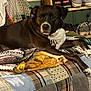Otter is registered to the contest to win money with this photo: dog, bed, blanket, quilt, shoe_rack, shoes, indoor, pet, collar, resting, black_and_white, furniture, cozy, home, relaxed, canine, carpet, fabric, animal, lying_down