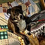 Otter is registered to the contest to win money with this photo: dog, black_and_white, couch, blanket, quilt, indoor, relaxed, pet, cozy, furniture, paw, fur, home, animal, resting, comfort, living_room, texture, pattern, canine