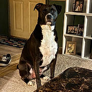Otter joined the competition — help win amazing prizes! dog, black_and_white, sitting, carpet, door, sneaker, shelf, framed_photos, indoor, table, marble_pattern, pet, floor, home, portrait, animal, domestic, quiet, calm, furniture