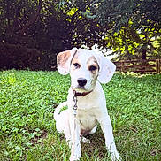 Franklin is registered to the contest to win money with this photo: puppy, dog, grass, leash, outdoor, nature, tree, greenery, sunlight, forest, pet, animal, cute, young, sitting, collar, canine, summer, daylight, playful