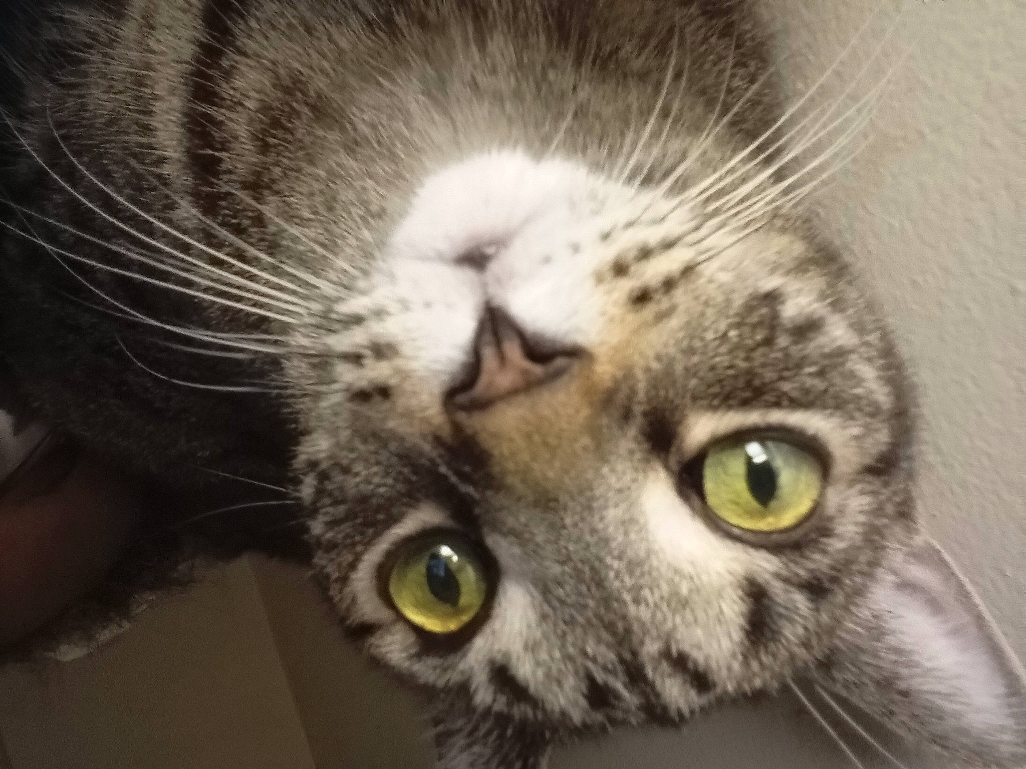 Lisa joined the competition — help win amazing prizes! carnivore, cat, close_up, domestic_short_haired_cat, ear, eye, felidae, fur, grey, head, iris, macro_photography, nose, paw, small_to_medium_sized_cats, snout, terrestrial_animal, whiskers