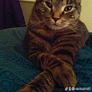 Lisa joined the competition — help win amazing prizes! abyssinian, animal, blanket, cat, chair, couch, cushion, egyptiancat, electronics, furniture, hardware, homedecor, hook, indoors, kitten, manx, person, pet, sleeping, tiger