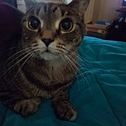 Lisa joined the competition — help win amazing prizes! abyssinian, animal, bed, bedroom, blanket, cat, couch, cushion, egyptiancat, furniture, homedecor, indoors, kitten, manx, pet, room