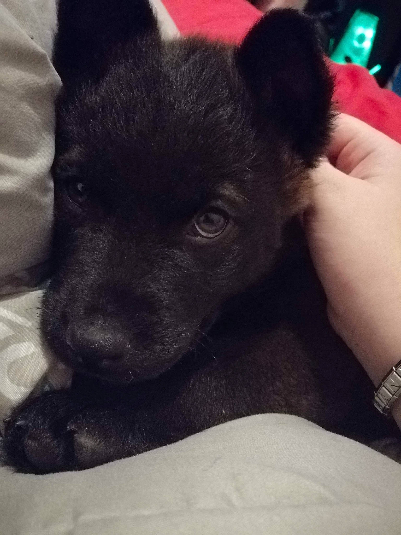 Wolfy a rejoint le concours — aidez-le/la à gagner de superbes lots ! canidae, carnivore, companion_dog, dog, dog_breed, ear, mammal, non_sporting_group, puppy, schipperke, snout, vertebrate