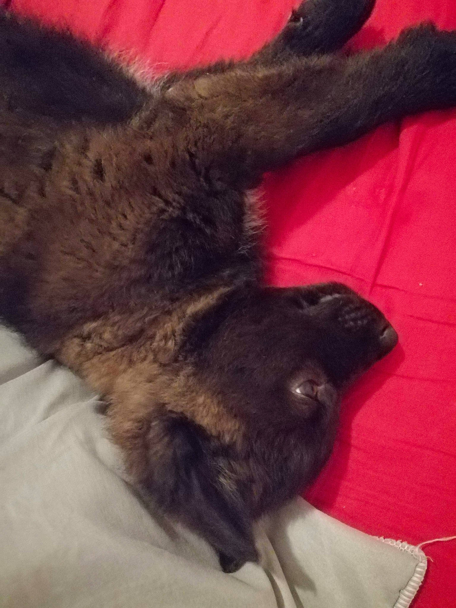 Wolfy a rejoint le concours — aidez-le/la à gagner de superbes lots ! canidae, carnivore, cat, claw, felidae, fur, leg, small_to_medium_sized_cats, tail