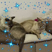 Tom participe au concours pour gagner de l'argent avec cette photo : animal, cat, egyptiancat, kitten, pet, siamese