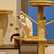 Solis participe au concours pour gagner de l'argent avec cette photo : angora, animal, blade, cat, cream, dagger, dessert, food, furniture, hardwood, icecream, indoors, interiordesign, kitten, knife, pet, plywood, stainedwood, weapon, wood