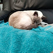 élixir participe au concours pour gagner de l'argent avec cette photo : abyssinian, animal, armchair, blanket, cat, chair, couch, cushion, furniture, homedecor, kitten, laundry, linen, manx, person, pet, quilt, siamese, sleeping, towel