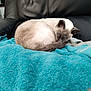abyssinian, animal, armchair, blanket, cat, chair, couch, cushion, furniture, homedecor, kitten, laundry, linen, manx, person, pet, quilt, siamese, sleeping, towel