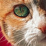 cat, close_up, green_eye, whiskers, fur, nose, face, animal, pet, orange_fur, white_fur, macro, portrait, vibrant_background, red_background, texture, detail, cute, feline, soft